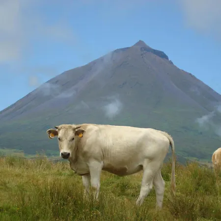 Pensjonat Casa Da Bicuda Ribeiras